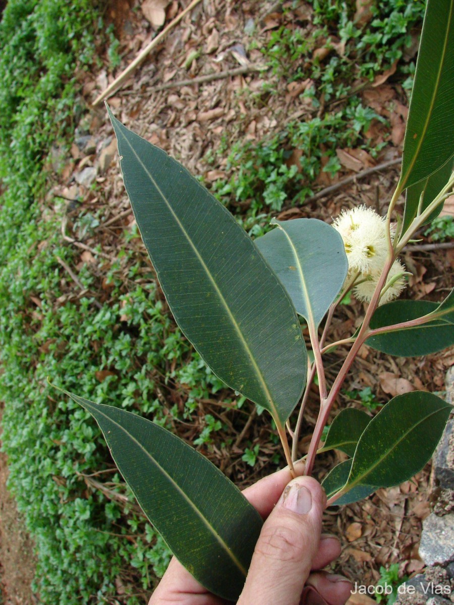 Eucalyptus grandis W.Hill ex Maiden